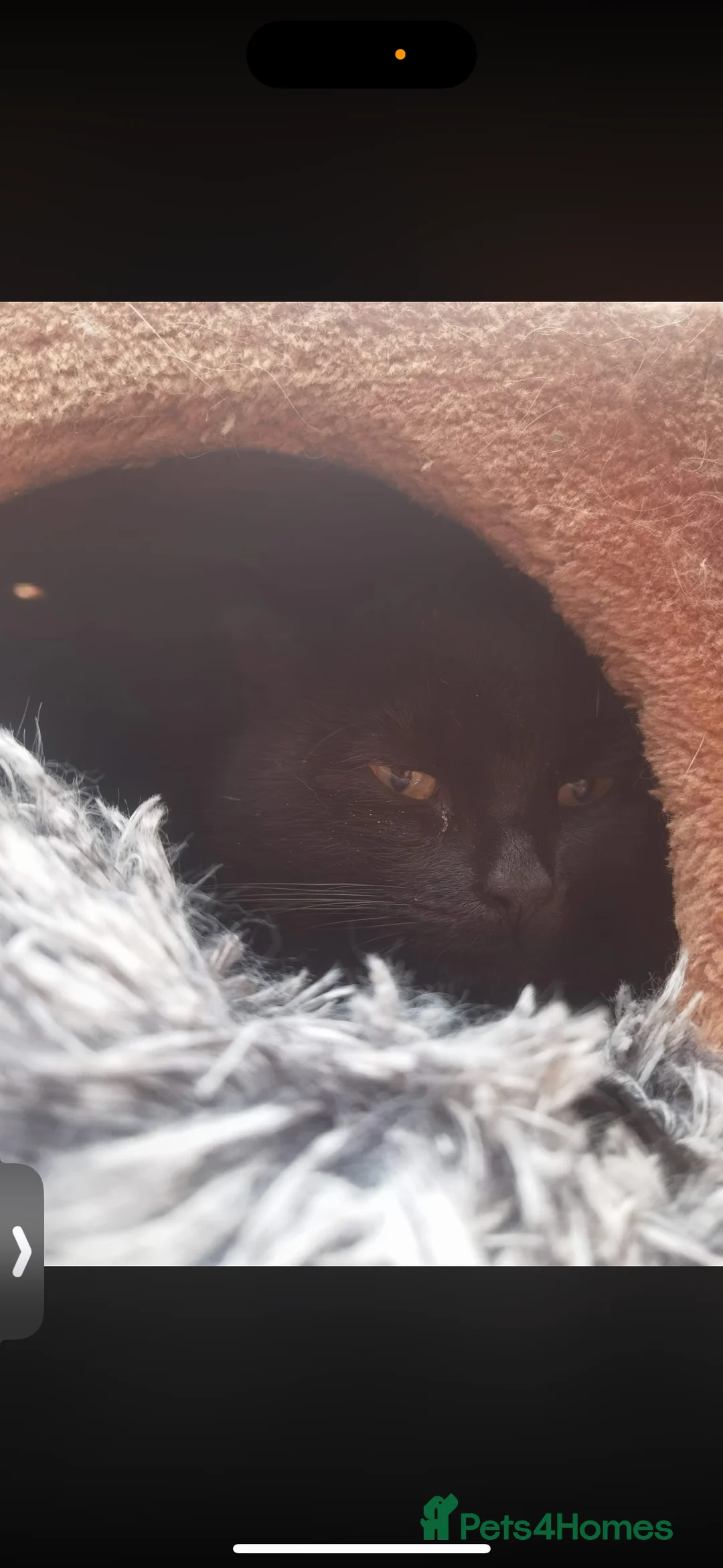 Domestic Shorthair cats for sale: Rescue cats- 60 in total, kittens/ adults🧡🙏 - Advert 7