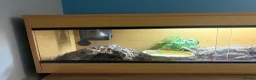 Skink reptiles for sale: Northern Blue Tongue Skink 6 Months Old Male in Wallsend - Advert 5