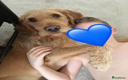 Labradoodle dogs for stud: Clyde-F1 Labradoodle  - Image 2