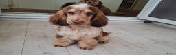 Cocker Spaniel dogs for stud: KC reg show cocker spaniel, proven health tested  - Advert 1