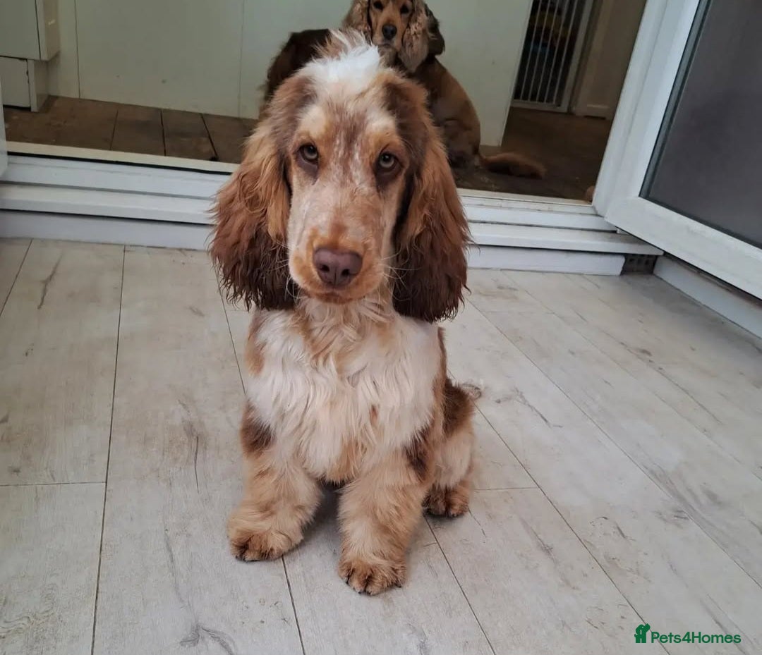 Cocker Spaniel dogs for stud: KC reg show cocker spaniel, proven health tested  - Advert 1