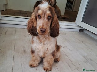 Cocker Spaniel dogs KC reg show cocker spaniel, proven health tested - Advert 16