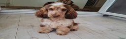 Cocker Spaniel dogs for stud: KC reg show cocker spaniel, proven health tested  - Advert 1