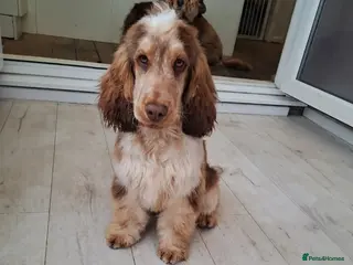 Cocker Spaniel dogs KC reg show cocker spaniel, proven health tested - Advert 22