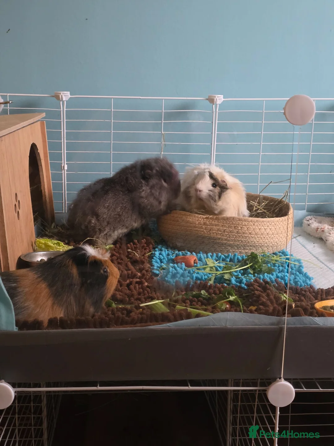 Guinea Pig rodents for sale: 3 guinea pig boys - 10 months old (bonded)  in Liverpool - Advert 8