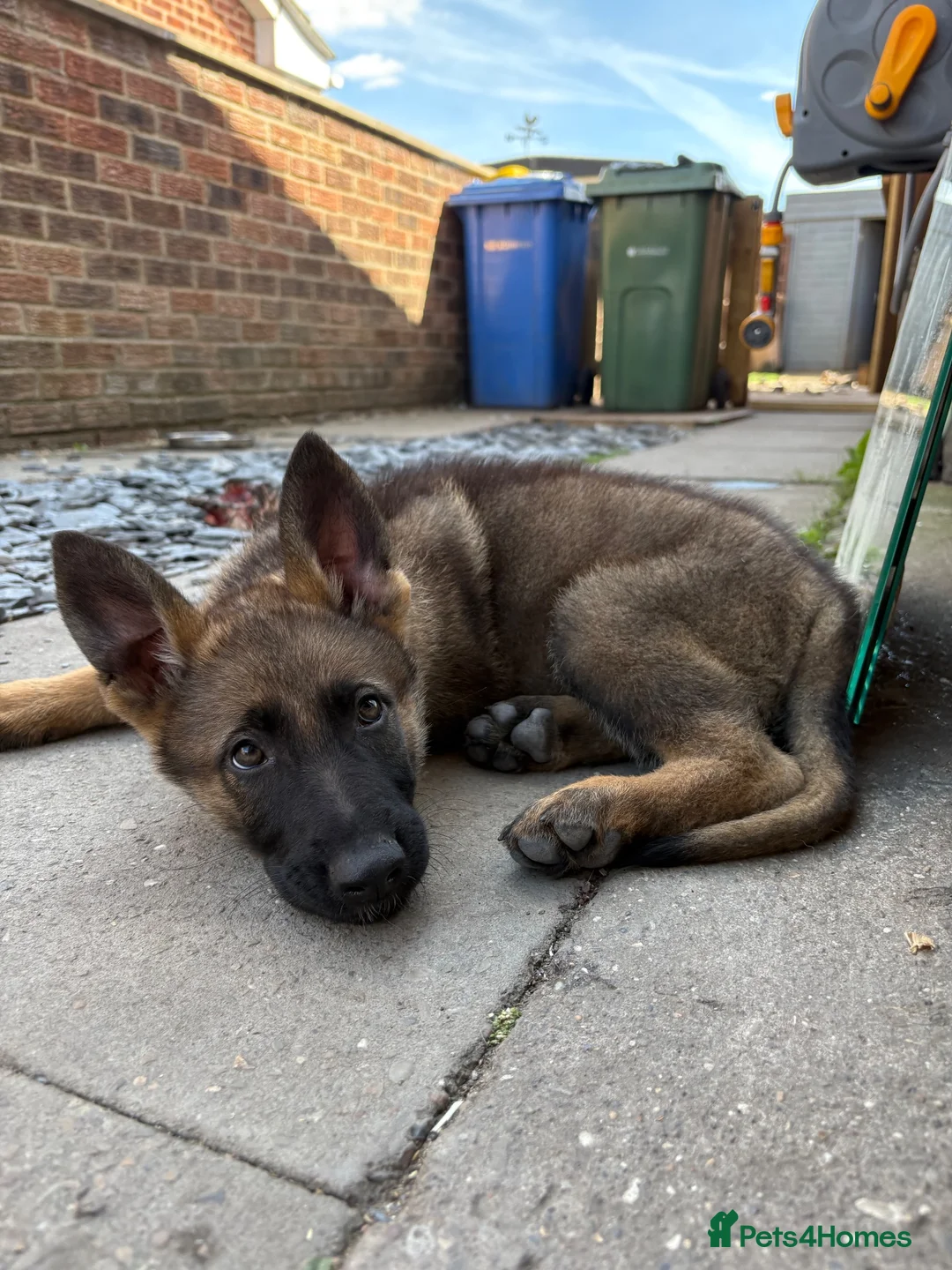 German Shepherd dogs for sale: Ready to leave KC German shepherd - Advert 2
