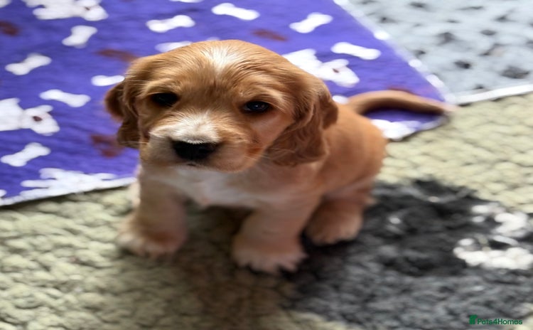 Cocker Spaniel dogs - Advert 3