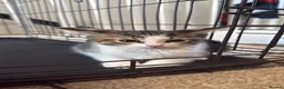 British Shorthair cats for sale: Beautiful mixed British short hair kittens  in Wellingborough - Advert 10