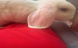 Dwarf Lop rabbits for sale: Wonderful rabbit  - Image 3