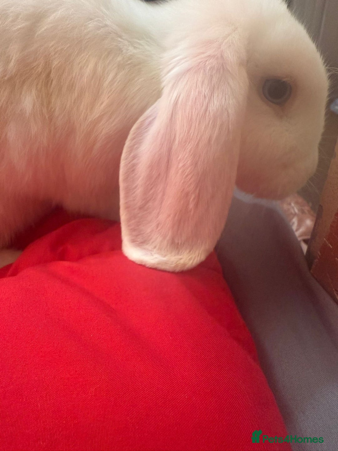 Dwarf Lop rabbits for sale: Wonderful rabbit  - Image 3