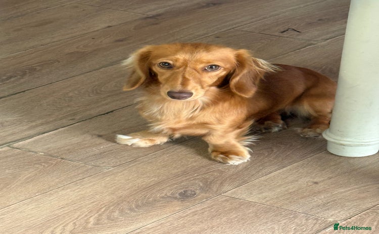 Dachshund dogs - Advert 4