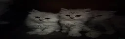 Persian cats for sale: Persian kittens  - Advert 7