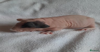 Guinea Pig rodents Skinny pigs + werewolfs .Various ages + prices. - Advert 11