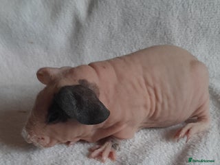 Guinea Pig rodents Skinny pigs + werewolfs .Various ages + prices. - Advert 9