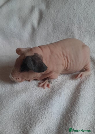 Guinea Pig rodents Skinny pigs + werewolfs .Various ages + prices. - Advert 11
