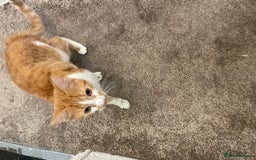 Persian cats for sale: She’s One Of A Kind - Image 1