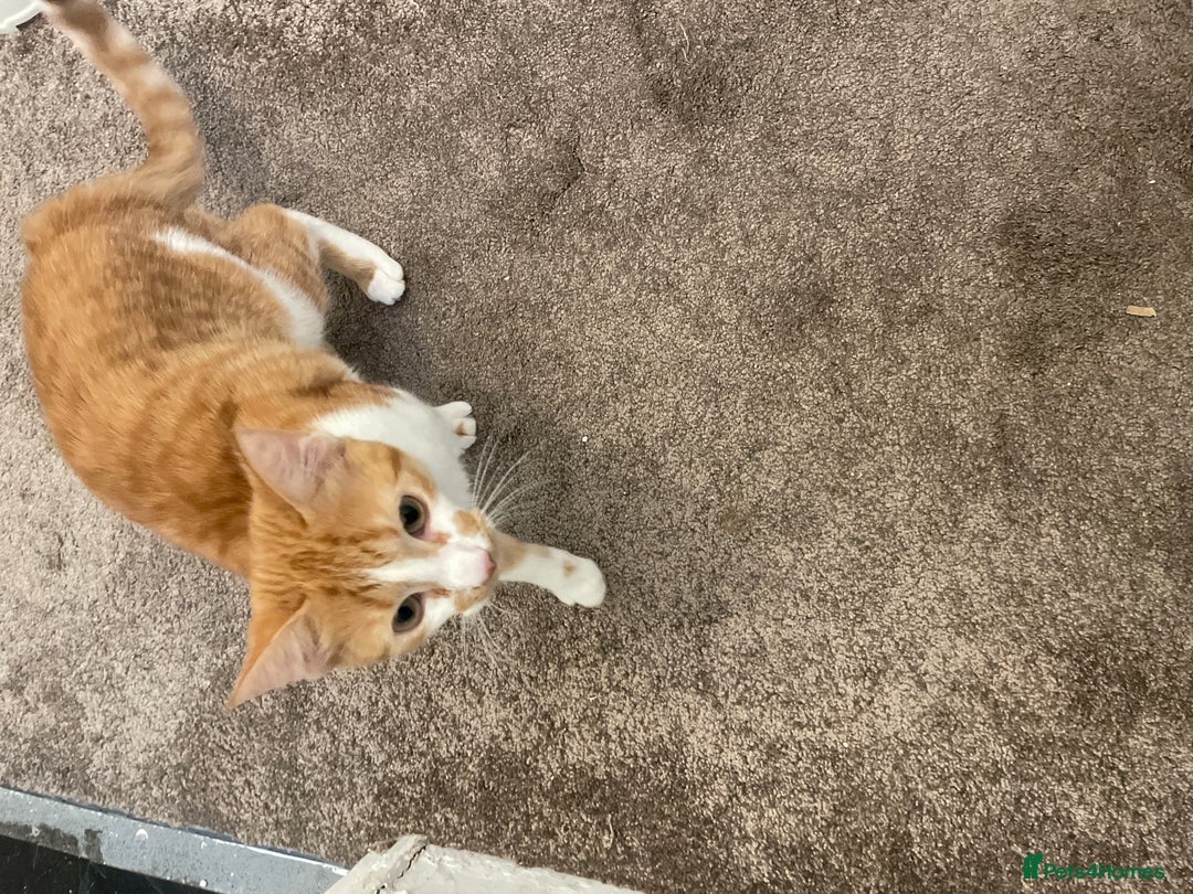 Persian cats for sale: She’s One Of A Kind - Image 1