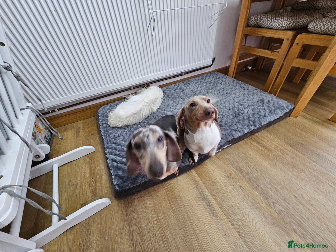 Dachshund dogs for sale: 2 Loving Miniature Dachshunds–Must Stay Together - Image 8