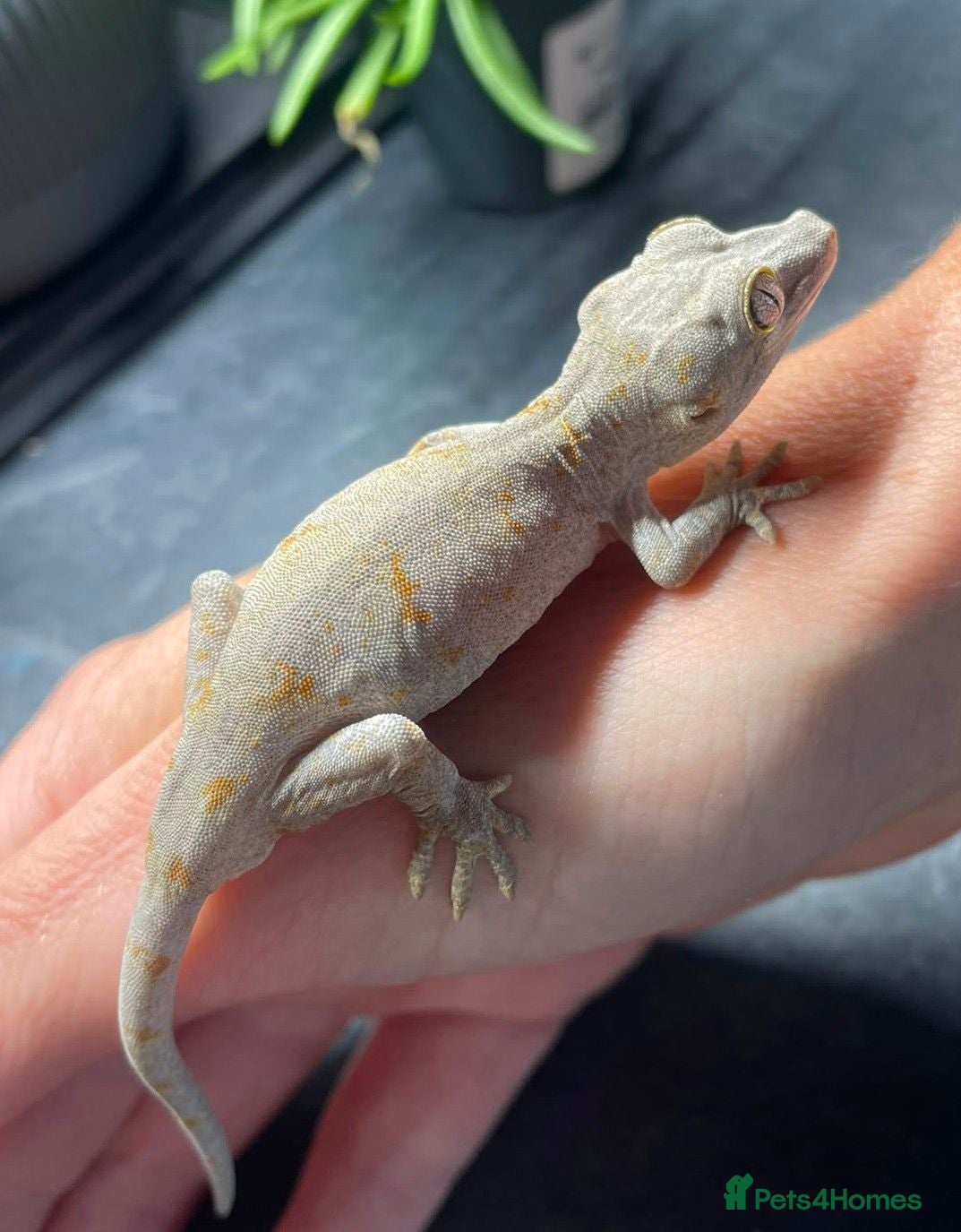 Gecko reptiles Gargoyle Gecko - Advert 2