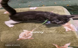 Maine Coon cats for sale: Maine coon kittens - Image 20