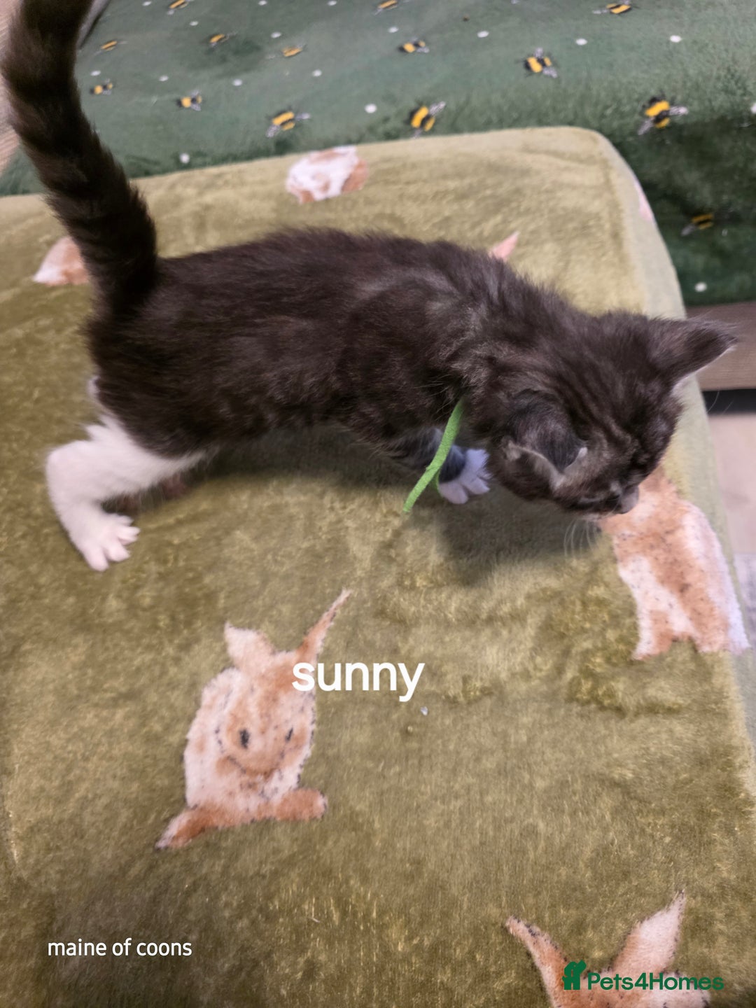 Maine Coon cats for sale: Maine coon kittens - Image 20