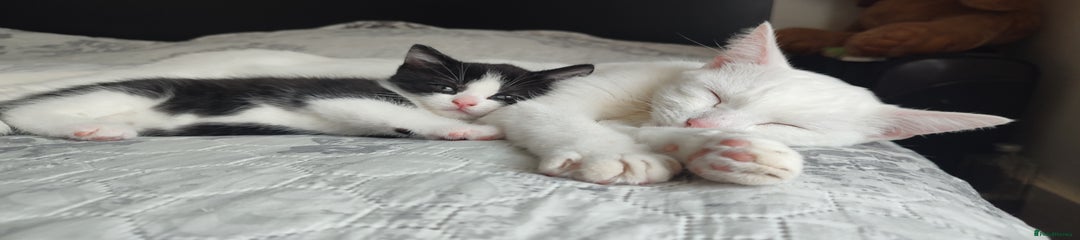Tuxedo Black/White Kitten 4