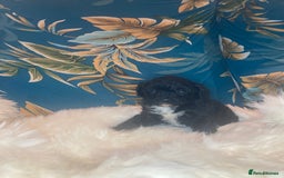 Shihpoo dogs for sale: Payment plans available Toy shihpoo puppies  - Image 5