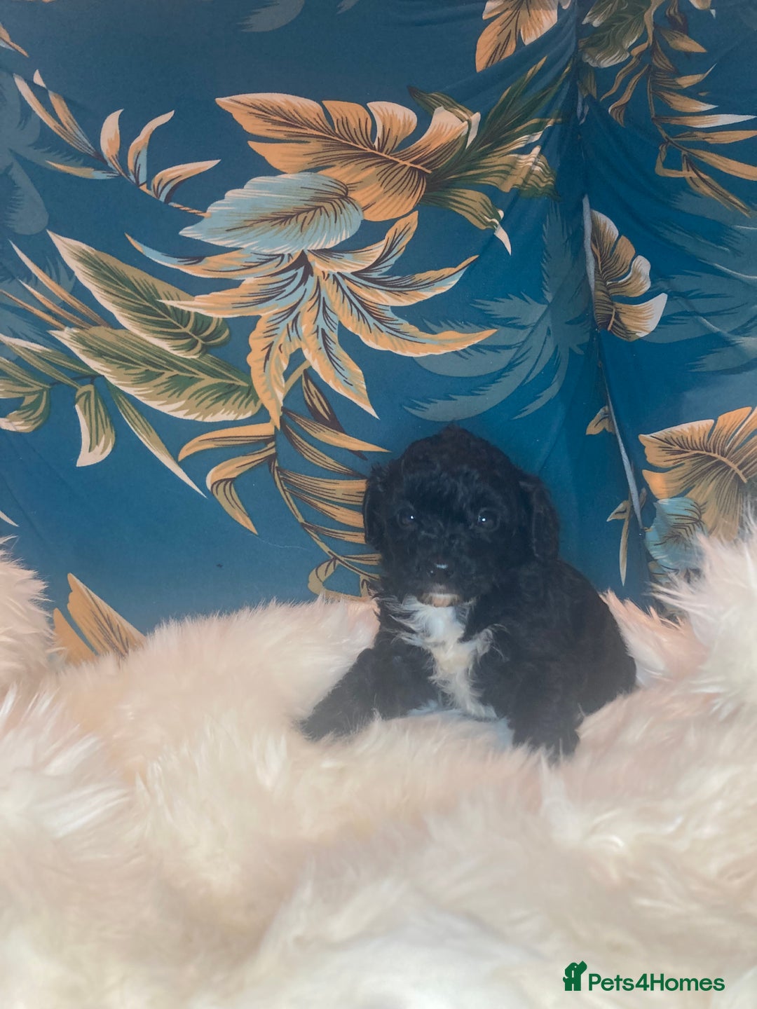 Shihpoo dogs for sale: Payment plans available Toy shihpoo puppies  - Image 5