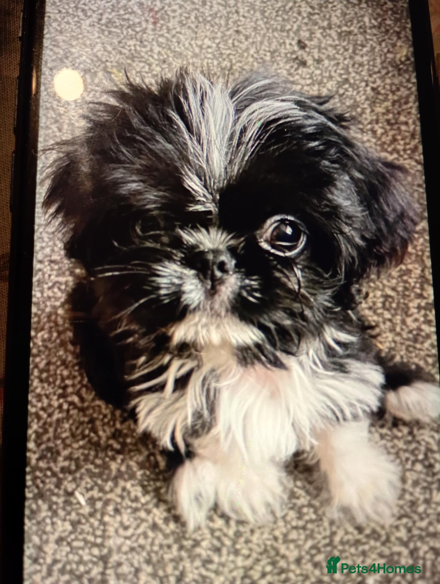 Mixed Breed dogs Lovely litter of shihtzu X pug boy puppies  - Advert 8