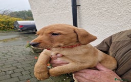 Labrador Retriever dogs for sale: Black and Gold Labrador Pups - Image 17