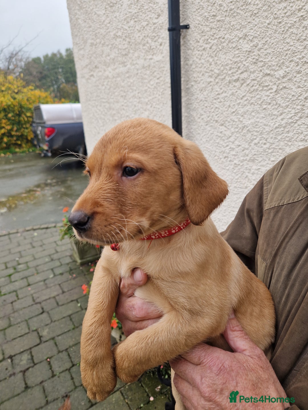 Labrador Retriever dogs for sale: Black and Gold Labrador Pups - Image 17