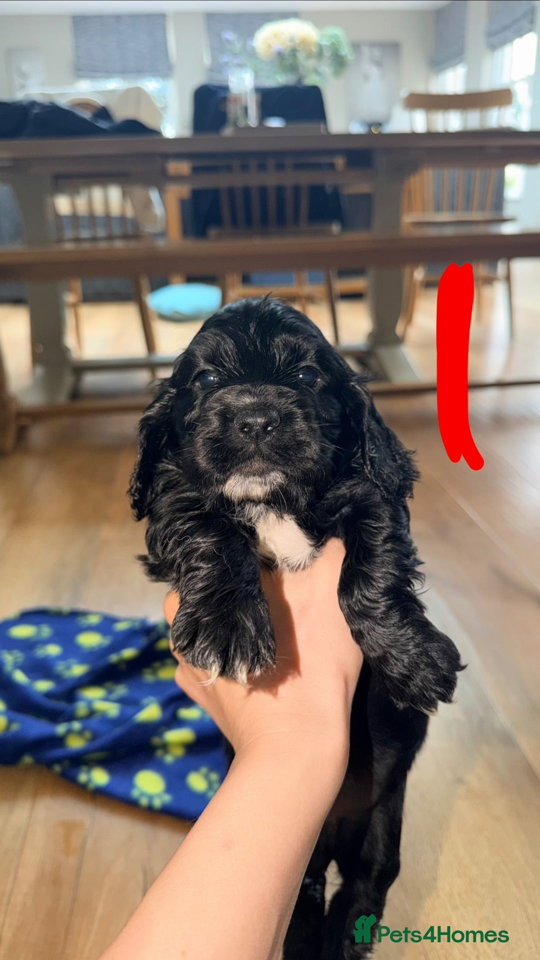 Cocker Spaniel dogs KC Show Type x Working Cocker Spaniel Puppies  - Advert 6