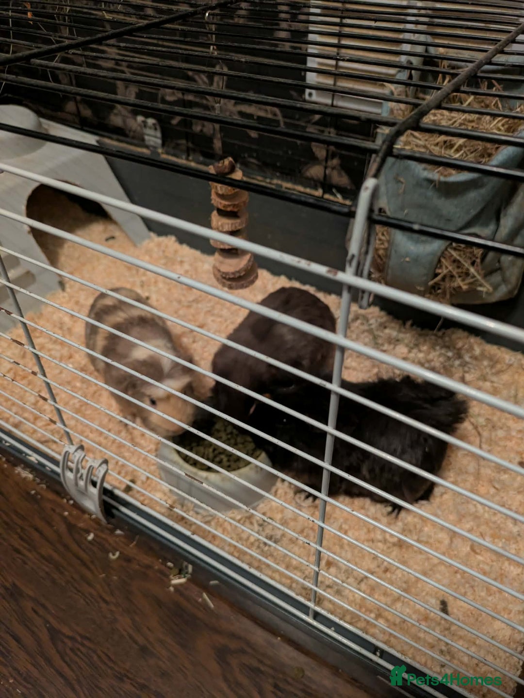 Guinea Pig rodents for sale: 3 gorgeous male guinea pigs for sale - Advert 2