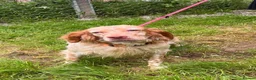 English Setter dogs for adoption: TIna  in Tonypandy - Advert 11