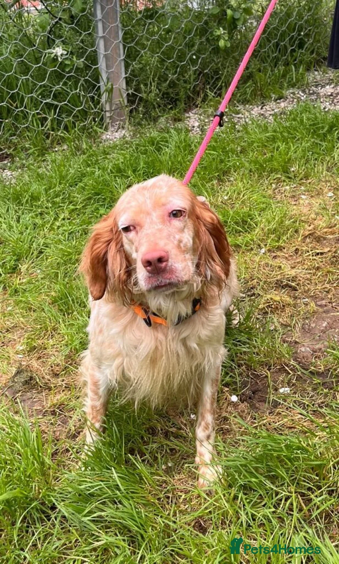 English Setter dogs for adoption: TIna  in Tonypandy - Advert 11