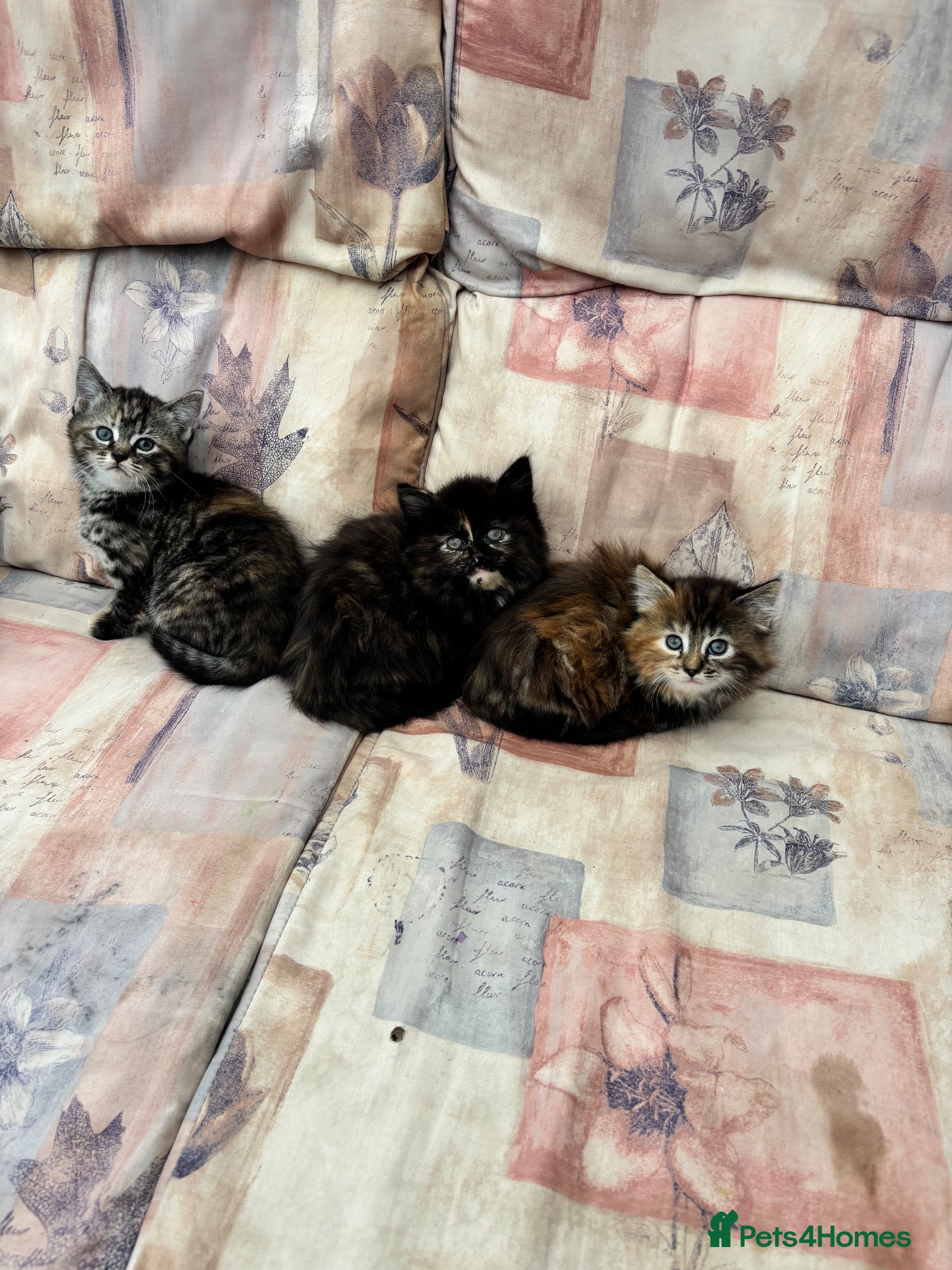 Mixed Breed cats Tabby-Tortoiseshell kittens - Advert 11