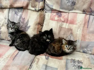Mixed Breed cats Tabby-Tortoiseshell kittens - Advert 11