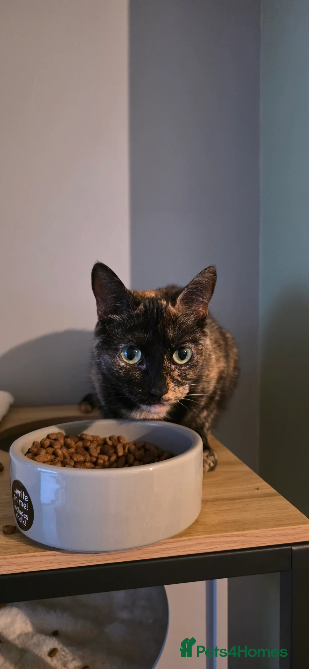 Mixed Breed cats for sale: Meet misty 3 years old  - Advert 1