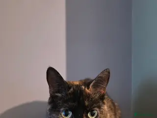 Mixed Breed cats Meet misty 3 years old - Advert 2