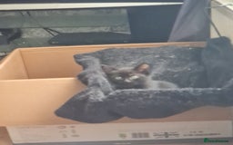 Mixed Breed cats for sale: 3 girls 2 boys kittens ready now  - Image 12