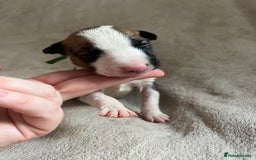 English Bull Terrier dogs for sale: English bull terriers  - Image 24