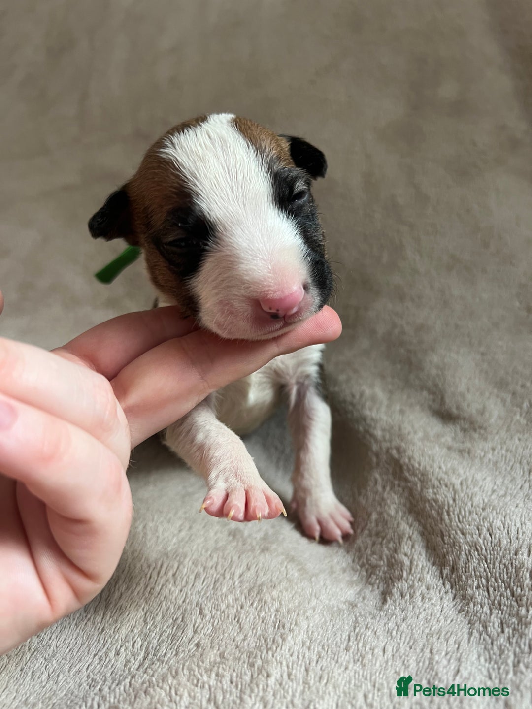 English Bull Terrier dogs for sale: English bull terriers  - Image 24
