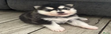Demon
