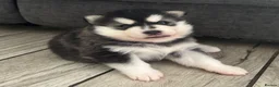 Pomsky dogs for sale: Stunning fluffy pomsky puppies  in Chinnor - Advert 1