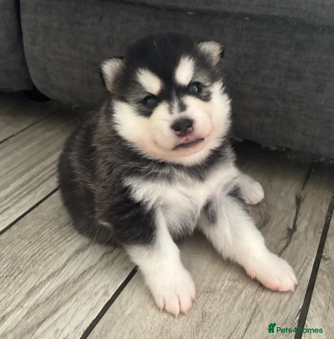 Pomsky dogs for sale: Stunning fluffy pomsky puppies  in Chinnor - Advert 1
