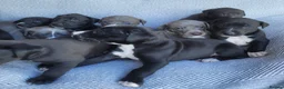 Lurcher dogs for sale: GREYHOUND X LURCHER PUPS - Advert 25