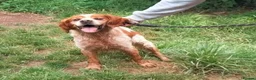 Brittany Spaniel dogs for adoption: Poker - Advert 3