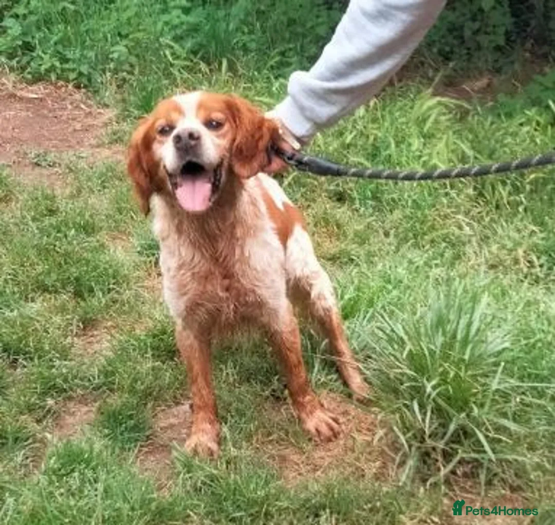 Brittany Spaniel dogs for adoption: Poker - Advert 3