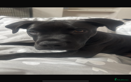 Mixed Breed dogs for sale: Buddy 7month boy - Image 2