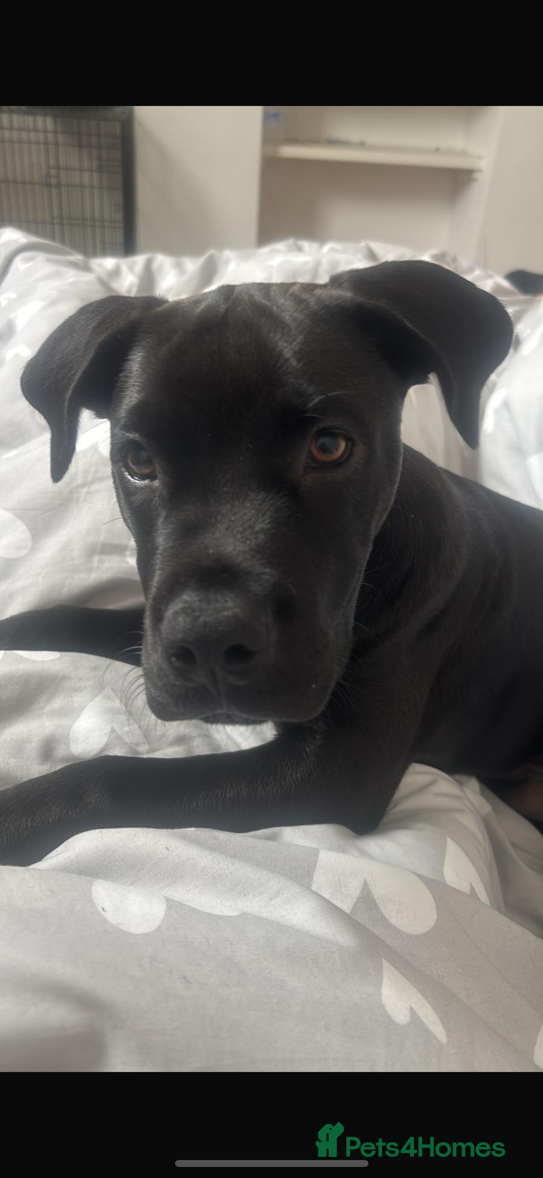Mixed Breed dogs for sale: Buddy 7month boy - Image 2